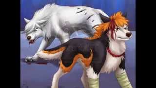 wolf slideshow