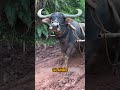 Water Buffalo as a Pet? Surprisingly Perfect Companion 🐃