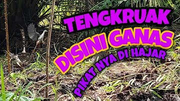 Ruak-ruak ganas pikat dihantam doble strike cepat responya hujan dapat 2 poin disini