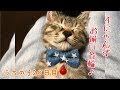 うちの子20日目。4にゃんずお揃い首輪♪の巻【はちの成長記録#20】