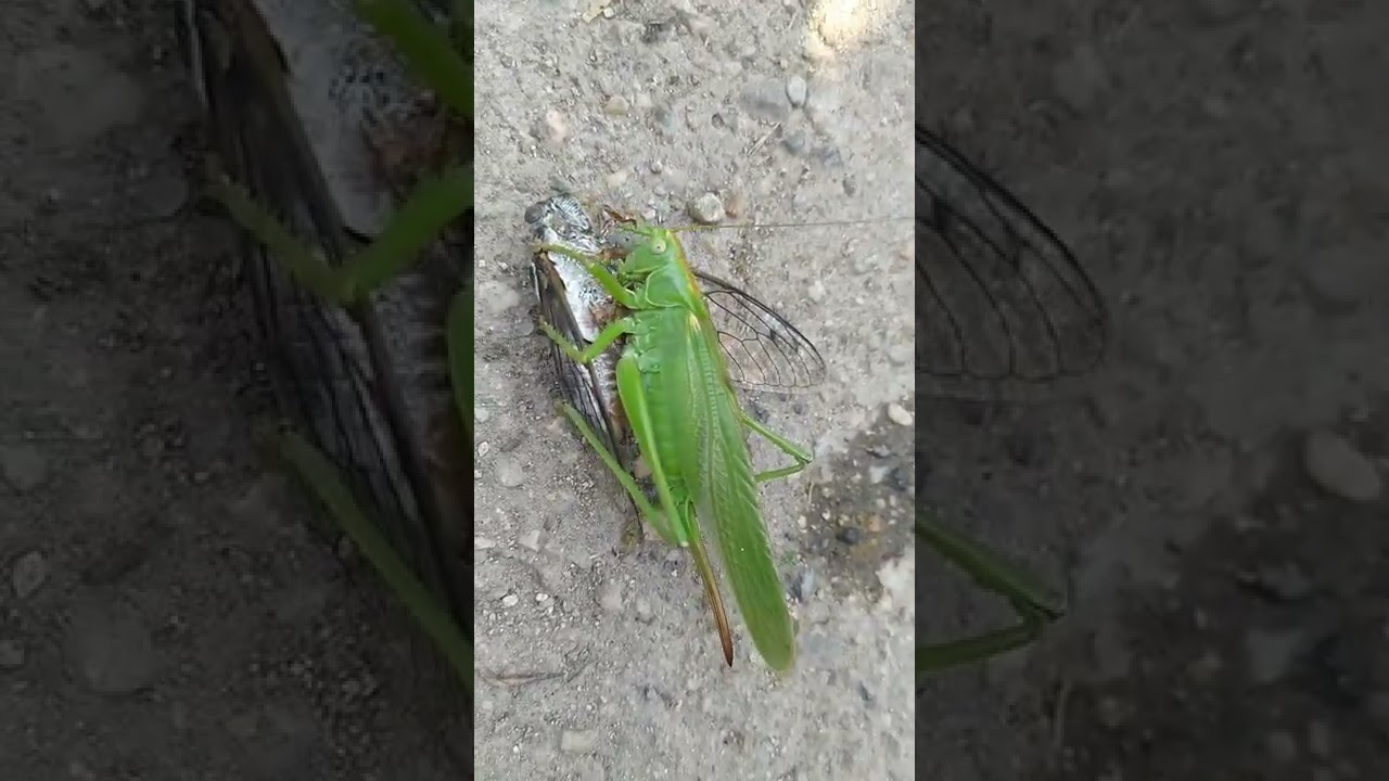 Ağustos b&ouml;ceği ile cekirgenin savaşı