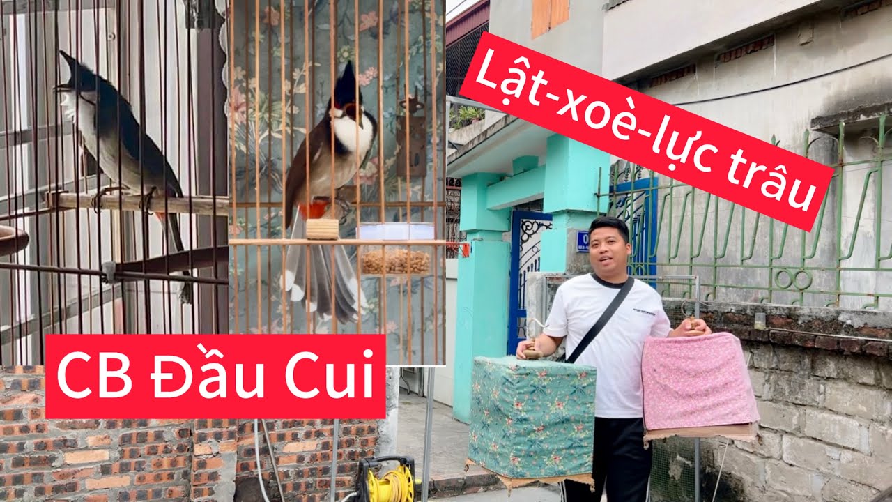 Cặp chào mào chơi lật xoè chạy cầu quá tốt. Nết găm lực trâu, ché đè gắt 
