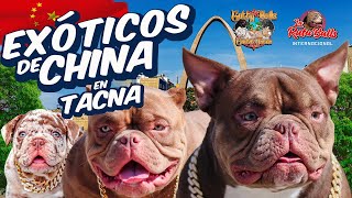 Exóticos de CHINA🇨🇳 en Tacna | Entrevista a Gutty Bulls Tacna by La Ruta Bulls 4,212 views 3 months ago 24 minutes