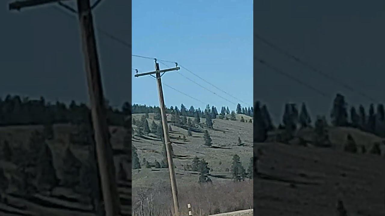 WAUCONDA COWS FARM WA.STATES 