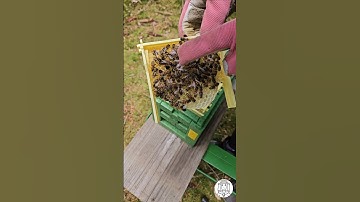 Mini Mating Nuc Success: Mated Queen and First Eggs Spotted 🐝👑 #bee #beekeeping #beekeeper #imkern