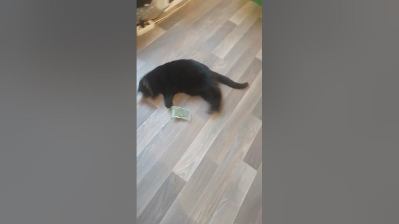 Katze auf Drogen 3 - YouTube