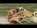 Top 10 Strongest Dogs to Defeat Wild Animals - Dogs Vs Wild Animals - PITDOG