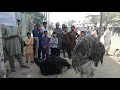 Common Ostrich ( Bird) Live & His Meat Video