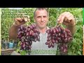 Столовые сорта винограда. Часть 2. Сезон 2018 (Table grape varieties. Part 2. Season 2018)