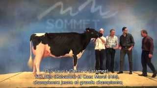 Concours Prim'Holstein Sommet de l'Elevage 2014 : Dijs Lauria, une vache de niveau européen