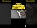 【緊急動画】 猫ちゃんを撮影したら未確認生物がいました、、、 #猫 #緊急 #未確認生物 #shorts