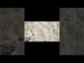 akayu pakshi ke comment YouTube short #vlogvideo #viral#video  👆🥰❤️👀👌