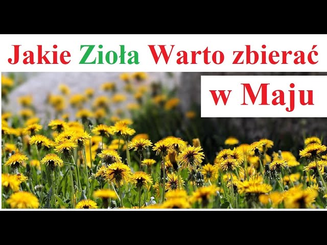 Jakie Zioła Warto zbierać w Maju class=