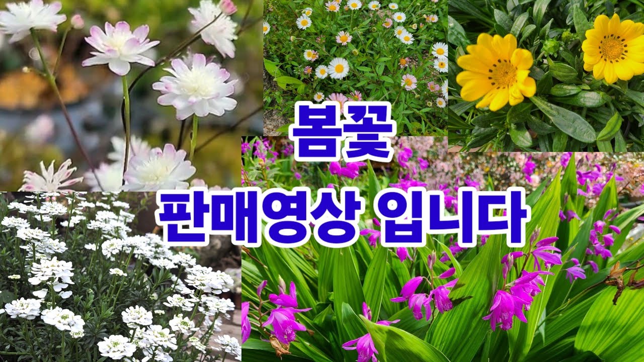 #봄꽃,설란,로벨리아,다이아시아,원평소국등 봄꽃20여종 소개합니다.^^