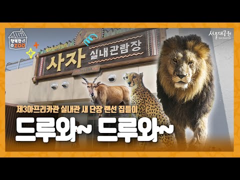 [행복한ZOO] 🎈✨ 7년 만의 새 단장! ‘추운 겨울 따뜻하게’ 제3아프리카관 실내관 소개