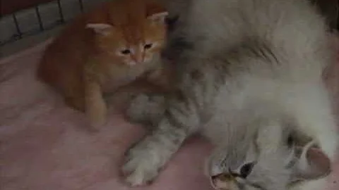 Watch the video about Almaz Siberian Cats baby kitten & mother