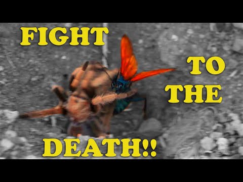 Tarantula Hawk Wasp VS Desert Tarantula- DESERT SHOWDOWN  (FIGHT NOT STAGED! SEE DISCLAIMER)