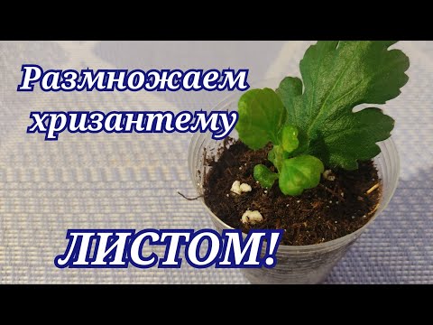 Хризантема .Как размножить хризантему из листа!