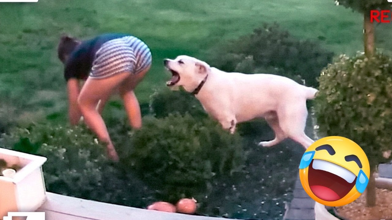 Скачать Смешные Видео Про Секс