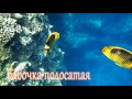 Западнее Химок - Otium Hotel Aloha, Sharm el Sheikh, Egypt в апреле 2017