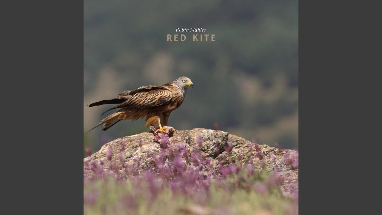 Watch Red Kite on YouTube Watch Red Kite on YouTube