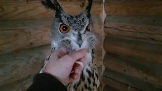 Eagle owl Nafan'ka - Oo-Hoot-Hoot! And some night scary tales from Sergey