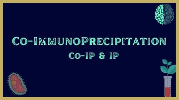 Co-Immunoprecipitation (Co-IP) Assay | Immunoprecipitation (IP) | Simply Explained