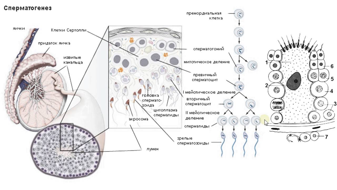 Первичные мужские половые клетки. Сперматогенез и строение спермиев. Этапы сперматогенеза гистология. Строение яичка и сперматогенез. Строение сперматозоида гистология.