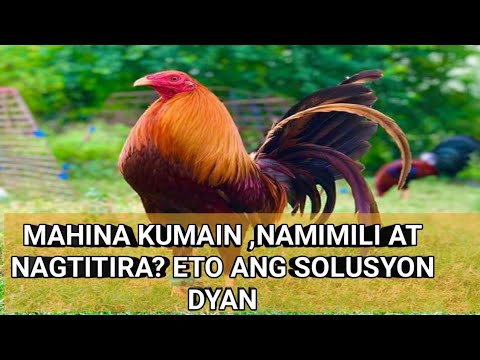 Video: Mga Tiyan Ng Manok Na May Gulay