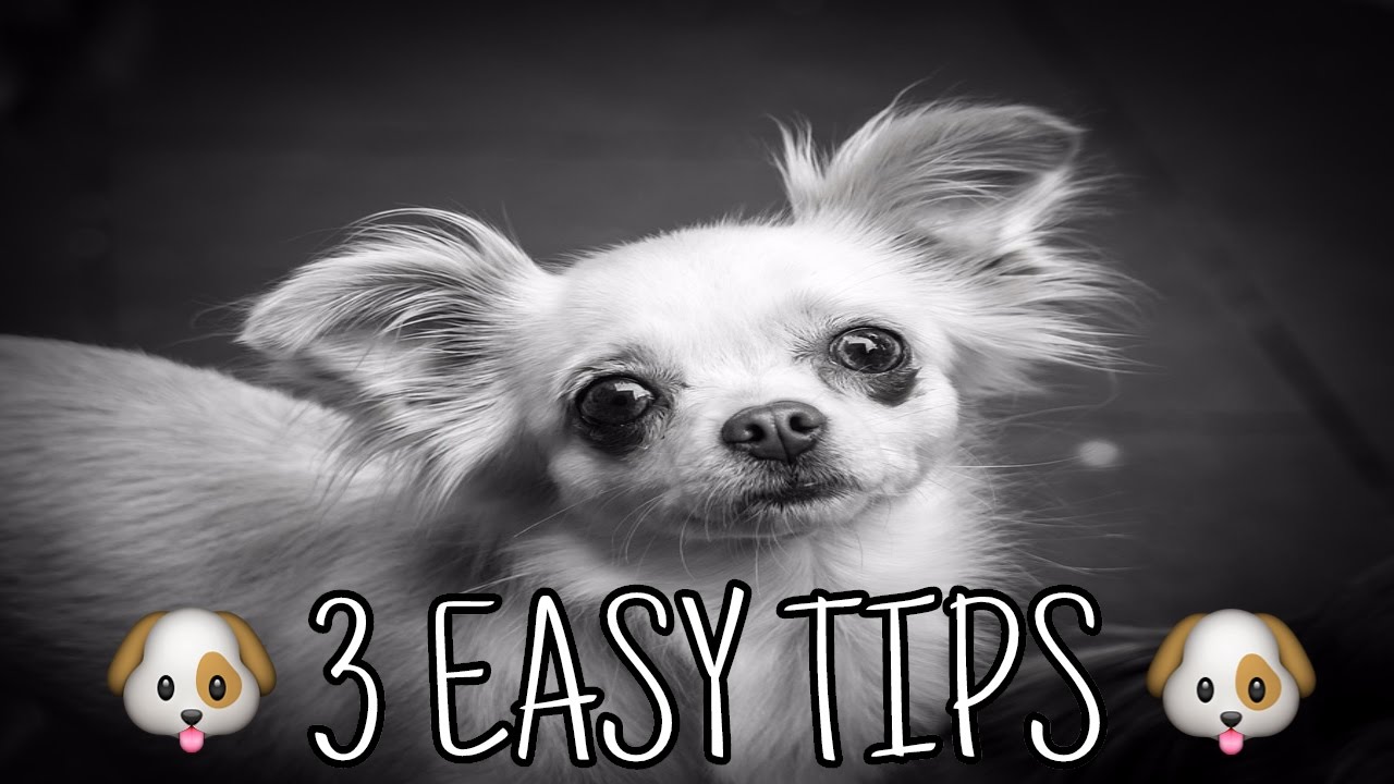 How to teach chihuahua to the toilet: tips How to teach chihuahua to the toilet: tips