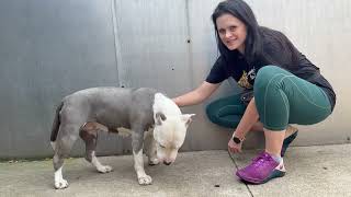 Chelsea A233601