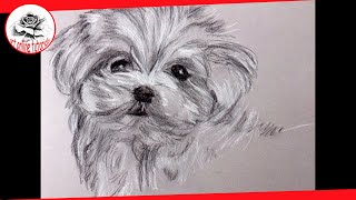 how to draw a puppy with charcoal and carbon pencil
Do you know my new exclusive channel of Acrylic Painting techniques, demonstrations and lessons? Visit me!
https://www.youtube.com/channel/UCAWf5cGp7UMhHolsgt-y2ew ~
#easydrawing #freedrawingandpaintinlessons #knowingdrawingacademy #josemanuelgallegogarcia
How to draw a puppy, a lovely little dog with charcoal, carbon pencil white and black. We begin with this video charcoal and carbon pencil tutorials.
My art is both realistic and emotional. Im a Drawing and Painting spaniard teacher for decades, but sickness stops me from public class giving. Now Ill try to teach how to draw and paint with my tutorials.
Materials:
- Drawing grey paper.
- Charcoal.
- Carbon pencil 2B and 3B.
- White carbon pencil.
- Soft brush.
I hope you like it and find it useful and if you have not done yet... please like it (thumbs up) and subscribe to my channel, it helps me to continue making videos like this one, and youll receive updates on new tutorials!
Find mi at:
Web:
http://retratarte.org
Blog:
http://quierodibujarypintar.wordpress.com/
Facebook:
https://www.facebook.com/artevivoydivertido
Twitter:
https://twitter.com/JoseMGallego1
jose.m.gallego.garcia@gmail.com
Remember: There is an artist inside you, let it be free!
Art Online Tutorials is a Free Drawing and Painting Tutorials Channel: Fine Art Alive and Funny is a channel where you can learn to draw and paint like a pro, but in an entertaining and fun way. The artist and professor of art Jose Manuel Gallego Garcia will guide you every video, every tutorial, step by step so you can learn and enjoy drawing and painting. You may draw or paint along with him or get drawing ideas. Anyway have fun with art and remeber: there is an artist in you.
Direct link: https://www.youtube.com/channel/UCqUOcvbIXinAezsVdExGuOQ
Subscribe:
https://www.youtube.com/channel/UcqUOcvbIXinAezsVdExGuOQ?sub_confirmation=1
Drawing Techniques:
https://www.youtube.com/playlist?list=PLPjMLInFxObZzJhbSmDf5MuPXkHDfgnwz
Painting Techniques:
https://www.youtube.com/playlist?list=PLPjMLInFxObbwLQvG9O8yS_yeBwm8-BS5
Find me at Facebook:
https://www.facebook.com/Art-Alive-and-Funny-773541022702507/timeline/
Twitter:
https://twitter.com/JoseMGallego1
Support my work:
https://www.patreon.com/josemanuelgallego
Web:
http://retratarte.org
This is a how-to or howto channel to learn drawing and painting. May be you are to start drawing and painting or may be you need to know how to make money from drawing and painting, or even you wish to know how to improve drawing and painting skills. Here you will find how to!
Welcome!
🎨 Welcome to Art Online Tutorials!
This channel offers easy and relaxing art tutorials, designed especially for beginners and hobbyists. Whether you love pencil drawing, realistic sketching or painting with simple materials, youll find step-by-step guidance to help you enjoy the process and improve your skills.
🖊️ All our videos are in English and are suitable for people learning how to draw or paint at home. Our goal is to make artistic techniques simple, fun and accessible for everyone — no matter where you are in the world.
💬 Subscribe for weekly tutorials on pencil drawing, watercolor, realistic sketching, shading, textures and more. Learn at your own pace and grow your creativity one drawing at a time.
👨🎨 All tutorials are created by José Manuel Gallego García, artist and art teacher.
He also runs a Spanish-language YouTube channel focused on art instruction called **Arte Vivo y Divertido**, where you can find similar step-by-step drawing and painting tutorials for Spanish-speaking audiences: https://www.youtube.com/@Artevivoydivertido
Do you speak Spanish? I also have a drawing tutorial channel in Spanish! Check it out here:
https://www.youtube.com/@Artevivoydivertido
¿Hablas español? También tengo un canal de tutoriales de dibujo en español. Échale un vistazo aquí:
https://www.youtube.com/@Artevivoydivertido how to draw a puppy with charcoal and carbon pencil