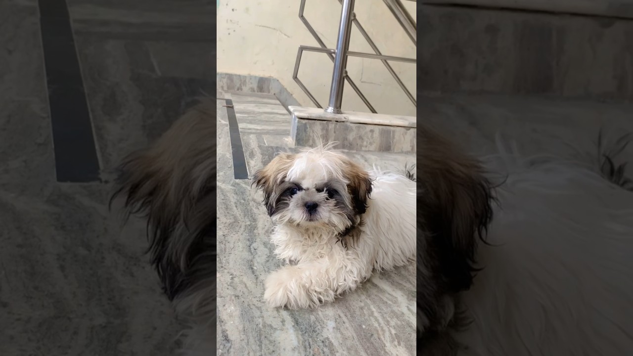 sweetie cute reaction 