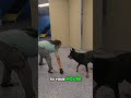 Meet Havoc: The Friendly Dog with a Bite! #shorts