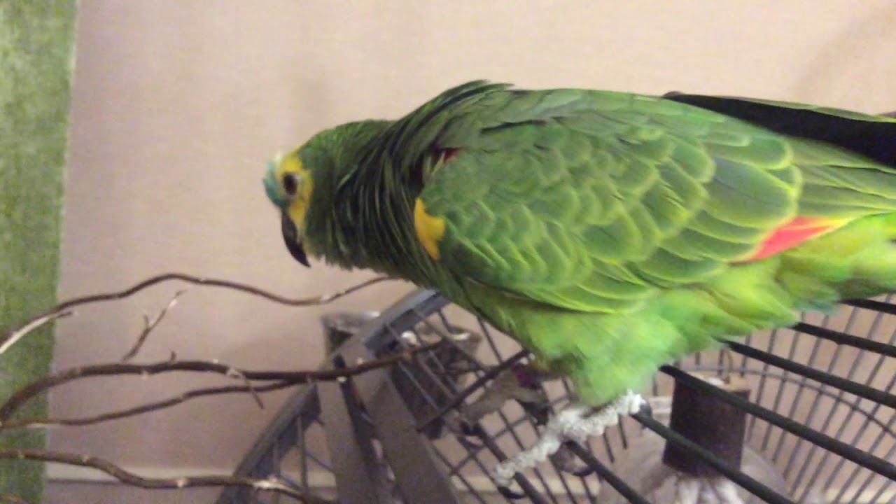 Gadająca papuga Neli - Amazonka niebieskoczelna