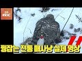 [실제영상] 시속 300km! 매섭게 꿩 잡는 매사냥/ Pheasant Vs Peregrine Falcon/ Peregrine Falcon Hunting/ Falcony