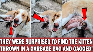 Dog Adopts Newborn Kitten Left Inside a Dumpster 🐶❤️🐱
