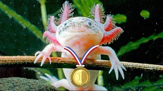 Axolotl Olympics #Shorts