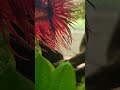 Little Flamey!! Mabuhay #australia #philippines #betta #crowntailbetta