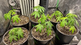 D41V Orange Sherbet, Blue Gelato 41, Holy Grail Kush, Dosi 33 Barney’s Farm and DNA Genetics