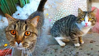Cats walk, eat and quarrel on the street by My Little Friend 118 views 4 years ago 7 minutes, 19 seconds