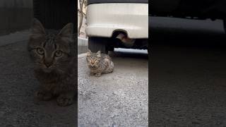 The Silent Meows: Life as a Stray Cat in the City | Cute small cat #cat #shorts