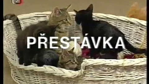 Kdy začne kotě chodit rovně?