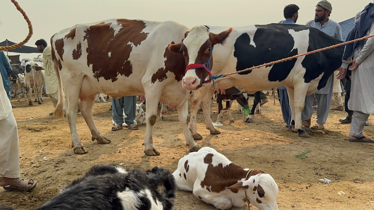 Pull qambar mandi today 28/10/25 #cow #pull #bachramandi #cowmandi #dera 