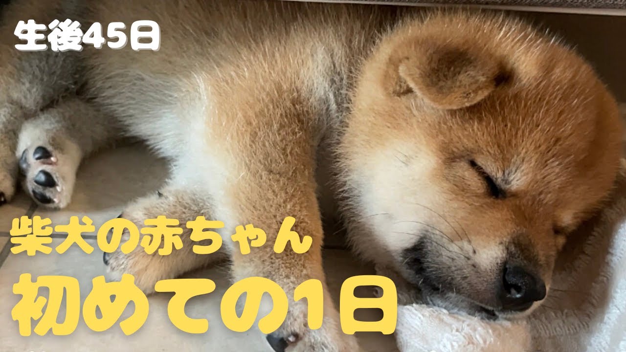 柴犬の赤ちゃん】初めましての1日に密着♡【生後45日目】 - YouTube