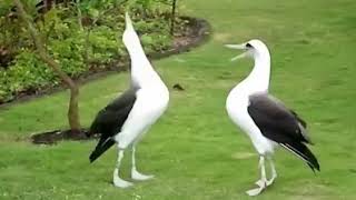 Seagulls conversation and dance