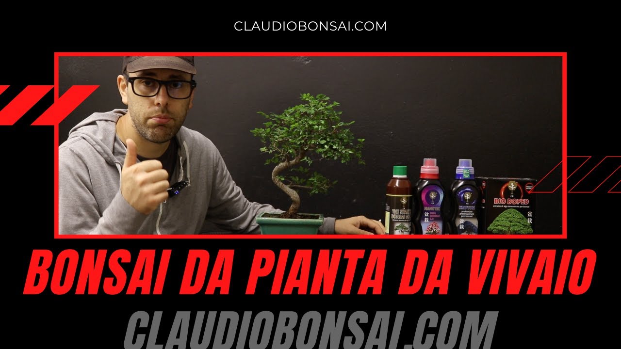 BONSAI DA PIANTA DA VIVAIO