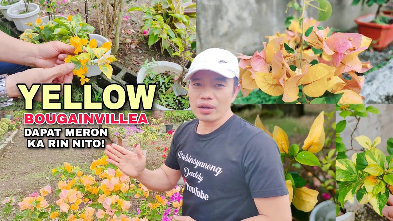 YELLOW BOUGAINVILLEA VARIETIES NA DAPAT MERON KA RIN!