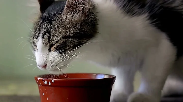 The Milk Myth Debunked: Feline Lactose Intolerance Exposed