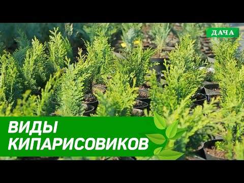 Виды кипарисовиков | Как выращивать Кипарисовики | Плодоносная почва для растений